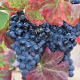 DFJ VINHOS Presentation